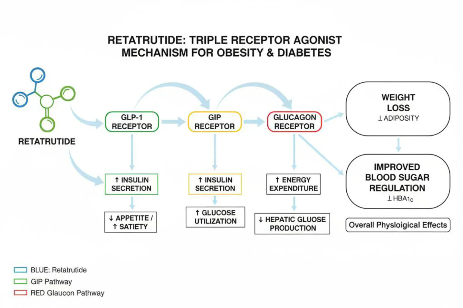 Mechanism of Action Diagram